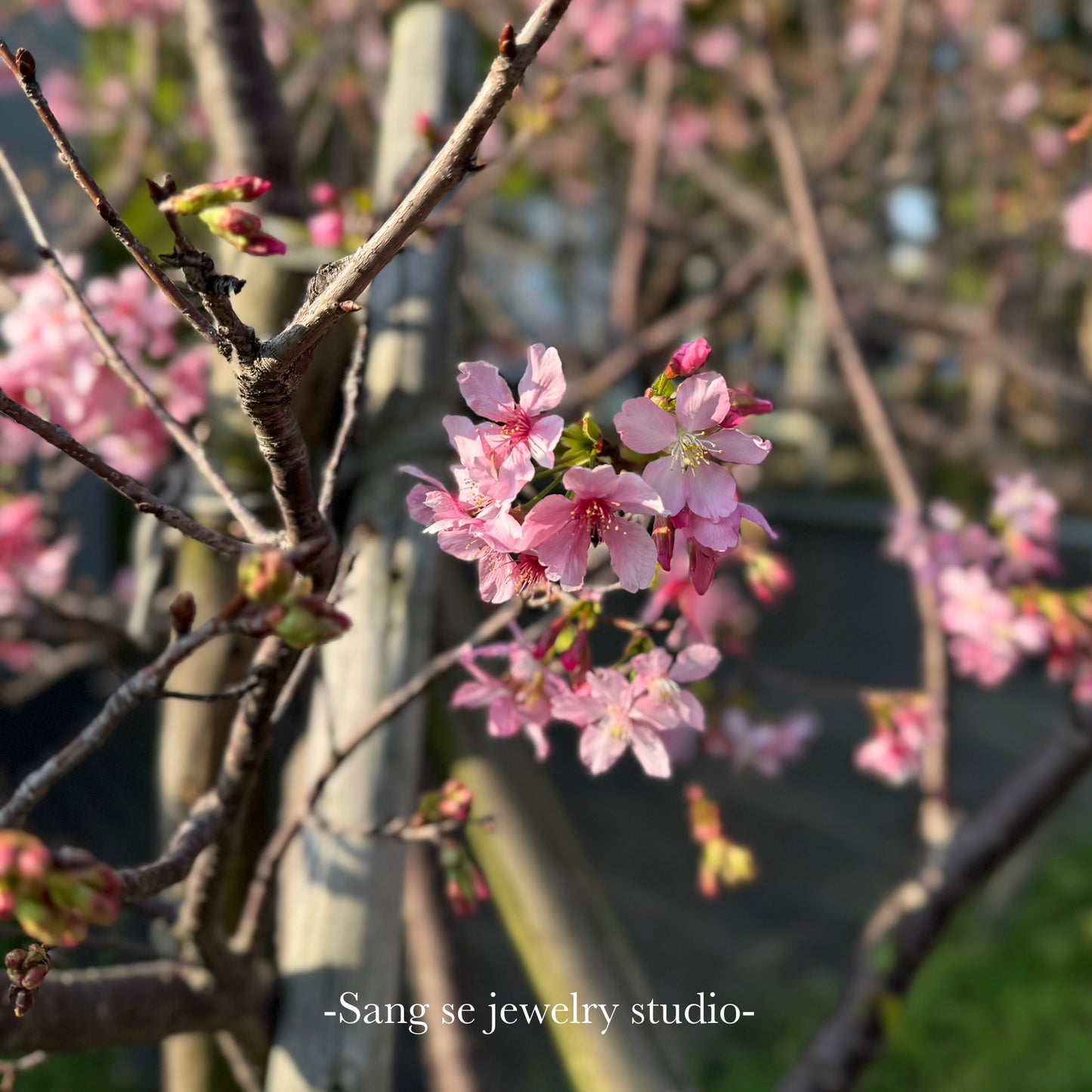 櫻花 𝘊𝘩𝘦𝘳𝘳𝘺 𝘣𝘭𝘰𝘴𝘴𝘰𝘮𝘴,黃金耳環